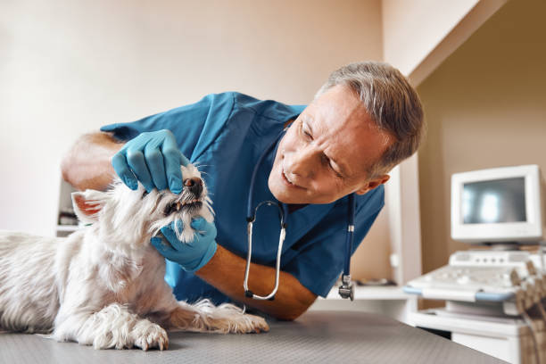 Best Weekend Emergency Dentist in De Soto, MO